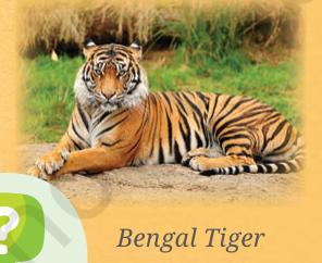Bengal Tiger